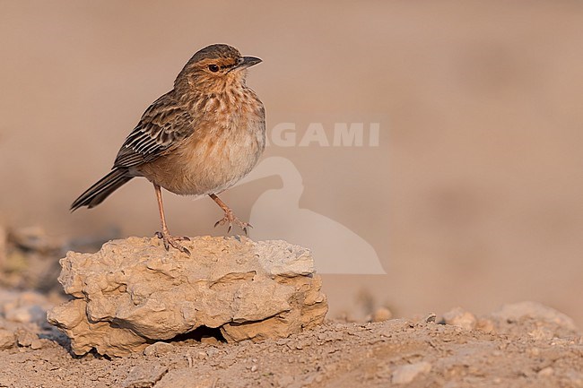 Pink-breasted Lark (Calendulauda poecilosterna) perched on a rock in Tanzania. stock-image by Agami/Dubi Shapiro,