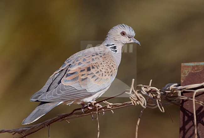 Zomertortel op een hek; Turtle Dove perched on a fench stock-image by Agami/Markus Varesvuo,
