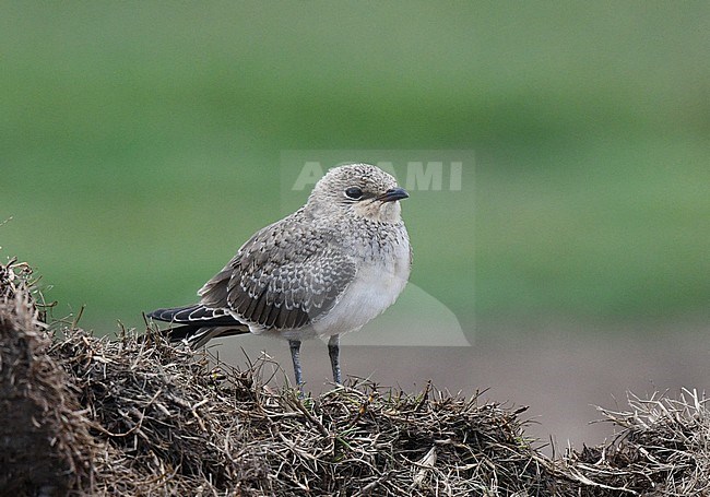 Juvenile Collared Pratincole (Glareola pratincola) during late summer or early autumn in Spain. Standing on a hay stack. stock-image by Agami/Laurens Steijn,