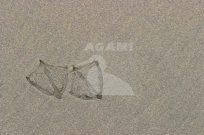 Glaucous-winged Gull (Larus glaucescens) footprints in Victoria, BC, Canada. stock-image by Agami/Glenn Bartley,