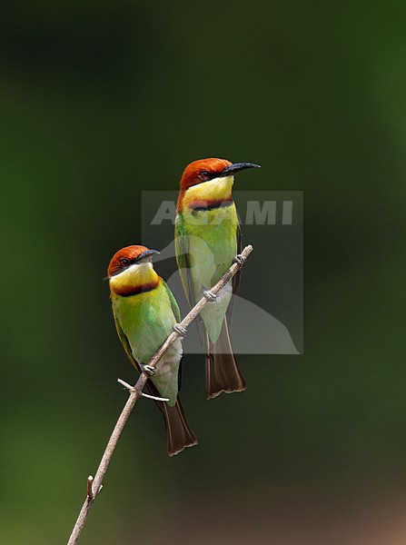 Pair of Chestnut-headed Bee-eater (Merops leschenaulti) perched together on a branch at Khao Yai, Thailand stock-image by Agami/Helge Sorensen,