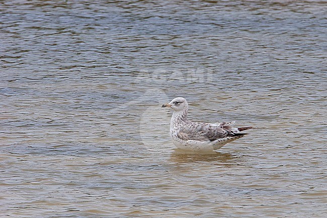 Second calendar year Armenian Gull (Larus armenicus) standing in a shallow lake in eastern Turkey. stock-image by Agami/Rafael Armada,