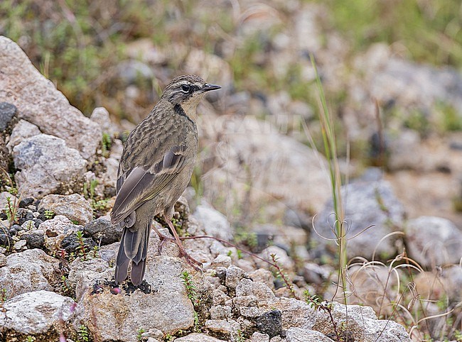 Alpine Pipit, Anthus gutturalis, in Papua New Guinea. stock-image by Agami/Pete Morris,