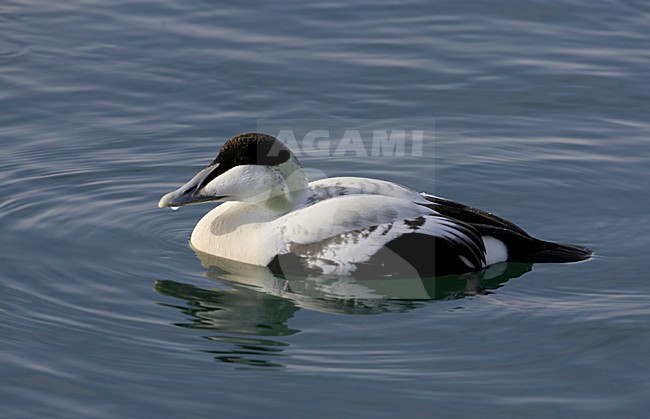 Eider, Common Eider, Somateria mollissima stock-image by Agami/Markus Varesvuo,