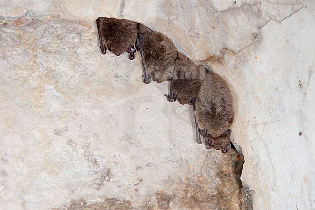 Watervleermuizen in winterslaap, Daubenton's Bats in hibernation stock-image by Agami/Theo Douma,