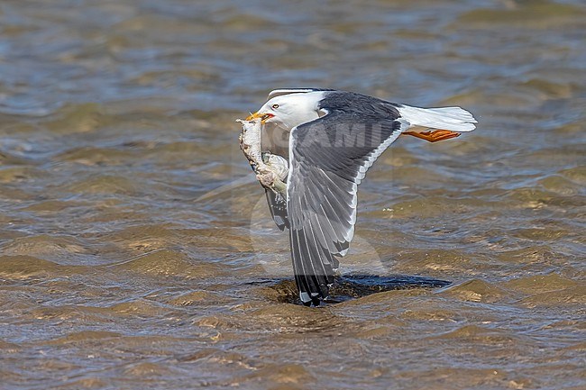 Adult Lesser Black-backed Gull, Larus ( fuscus ) graellsii flying and trying to swallow a fish in Nouadhibou, Mauritania. stock-image by Agami/Vincent Legrand,