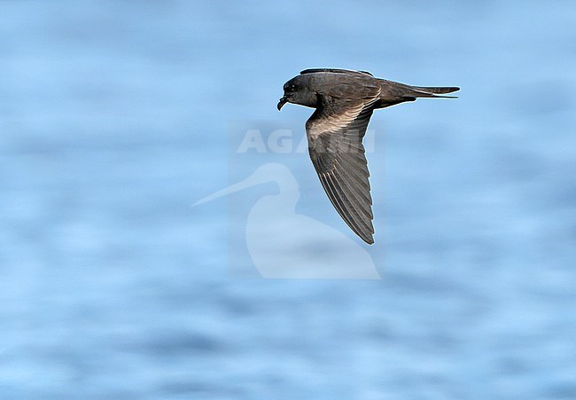 Markham's storm petrel (Oceanodroma markhami) in flight at sea off Chile. stock-image by Agami/Dani Lopez-Velasco,