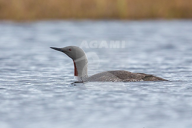 Red-throated Loon (Gavia stellata), adult swimming in a pool stock-image by Agami/Saverio Gatto,