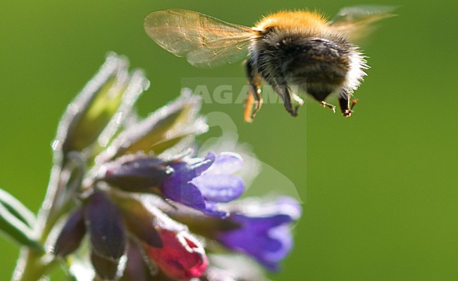 Wolzwever zwevend bij bloemen, Bee-fly hovering near flowers stock-image by Agami/Rob de Jong,