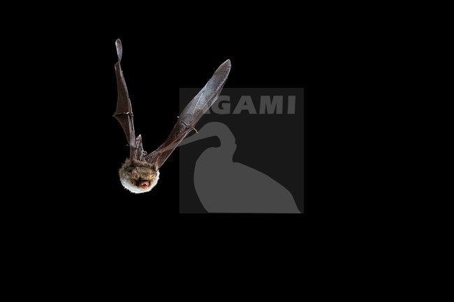Franjestaart in de vlucht; Natterer\'s Bat in flight stock-image by Agami/Theo Douma,