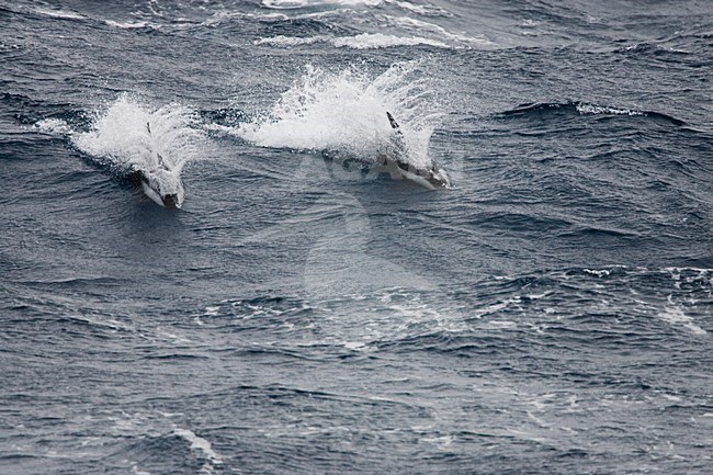 Zandloperdolfijnen, Hourglass dolphins stock-image by Agami/Menno van Duijn,