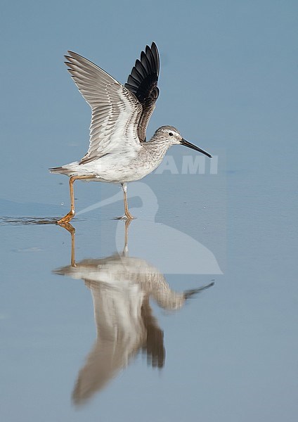 Non-breeding adult Stilt Sandpiper (Calidris himantopus) taking off from shallow water.  Side view of bird against still blue water. During autumn migration in Puerto Rico. stock-image by Agami/Kari Eischer,