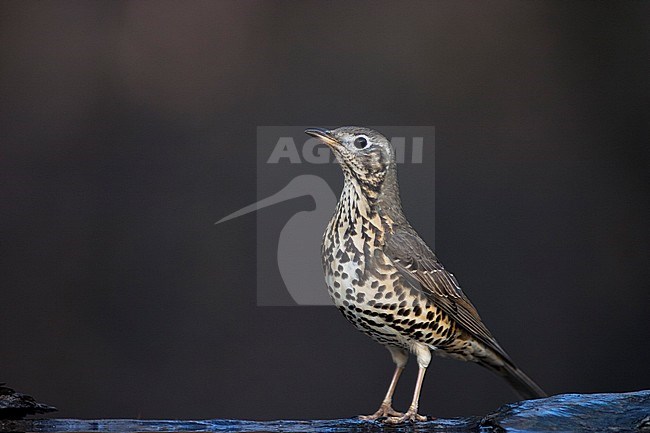 Grote Lijster, Mistle Thrush, Turdus viscivorus stock-image by Agami/Bence Mate,