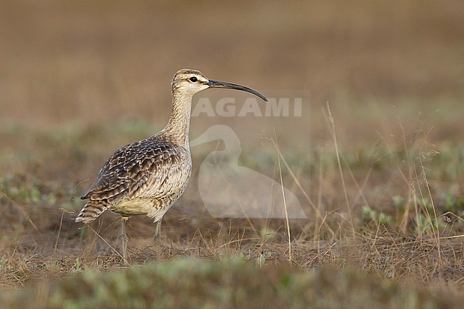 Wornd adult Hudsonian Whimbrel (Numenius hudsonicus) on tundra of Seward Peninsula, Alaska, United States. Possibly second calendar year bird. stock-image by Agami/Brian E Small,