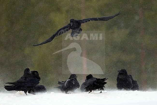 Raven zittend in de sneeuw, Common Raven perched on snow stock-image by Agami/Danny Green,