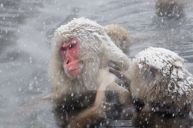  stock-image by Agami/Rob Riemer,