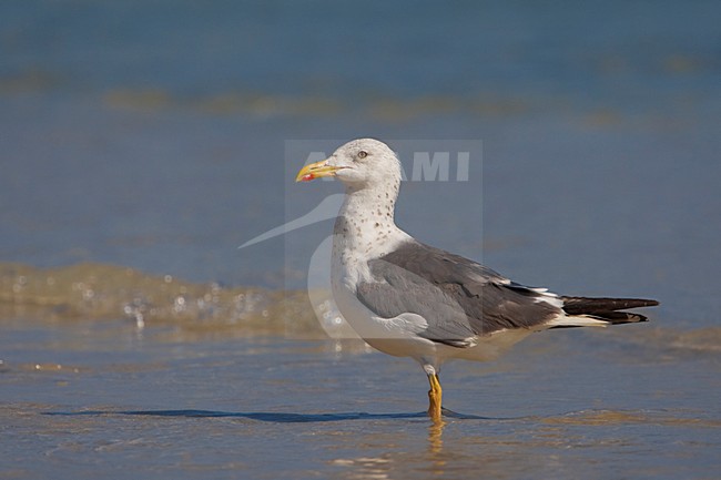 Heuglins Meeuw aan het strand; Heuglin\'s Gull on the beach stock-image by Agami/Daniele Occhiato,