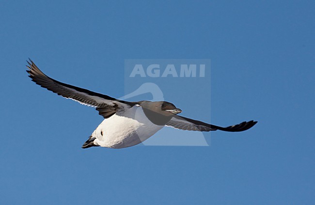Kortbekzeekoet in vlucht, Thick-billed Murre in flight stock-image by Agami/Markus Varesvuo,