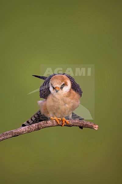 Roodpootvalk vrouw zittend op een tak; Red-footed Falcon female perched on a branch stock-image by Agami/Marc Guyt,