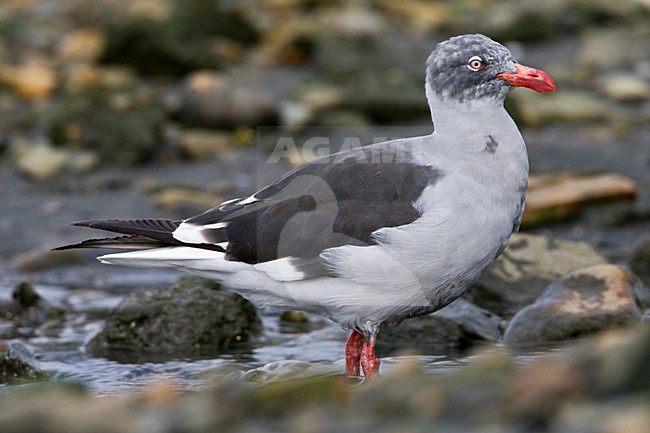 Dolfijnmeeuw, Dolphin Gull, Leucophaeus scoresbii stock-image by Agami/Marc Guyt,