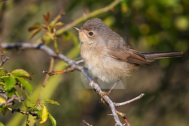 Female Western Subalpine Warbler (Sylvia inornata iberiae) in France. stock-image by Agami/Daniele Occhiato,