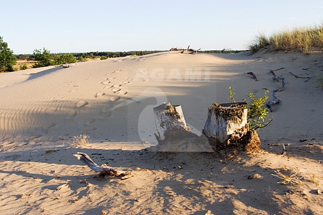Kootwijkerzand, Kootwijk, Veluwe, Netherlands stock-image by Agami/Marc Guyt,