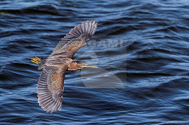 Little Heron (Butorides atricapilla) in Oman. stock-image by Agami/Tomi Muukkonen,