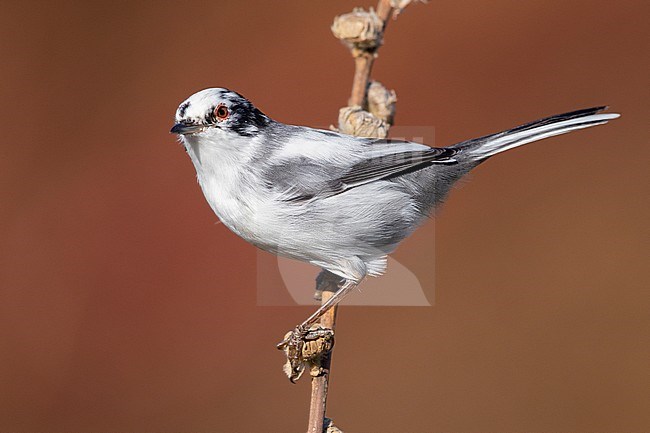 Sardinian Warbler (Sylvia melanocephala), leucistic adult male standing on a stem, Campania, Italy stock-image by Agami/Saverio Gatto,
