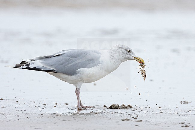  stock-image by Agami/Menno van Duijn,