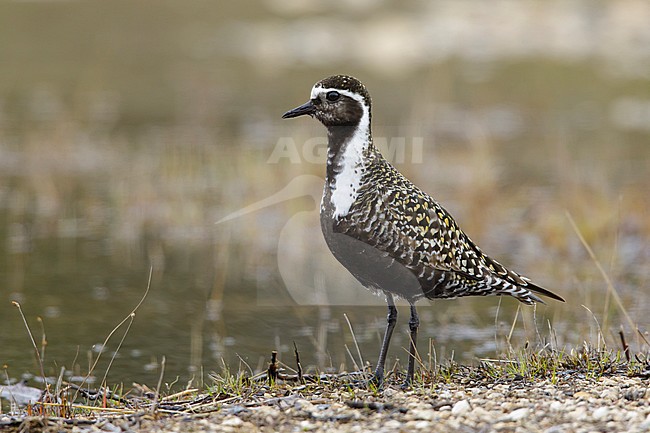 Adult female breeding American Golden Plover (Pluvialis dominica) in Churchill, Manitoba, Canada.
June 2017 stock-image by Agami/Brian E Small,