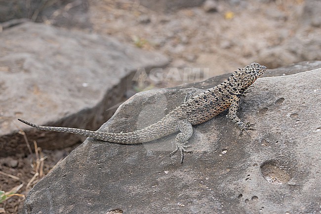 Santa Fe Lava Lizard (Microlophus barringtonensis) on the Galapagos Islands, part of the Republic of Ecuador. stock-image by Agami/Pete Morris,