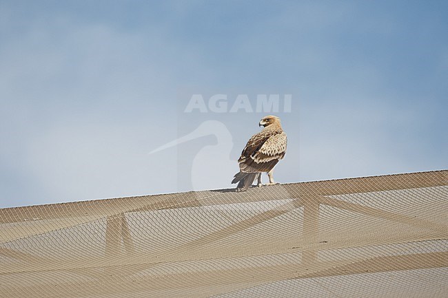 Immature Greater Spotted Eagle (Clanga clanga 'fulvescens' variation) wintering in Kuwait. Looking over shoulder. stock-image by Agami/Josh Jones,