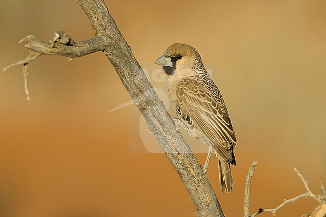 A Sociable weaver is seen perched on a dry branch against a light brown and orange background. stock-image by Agami/Jacob Garvelink,