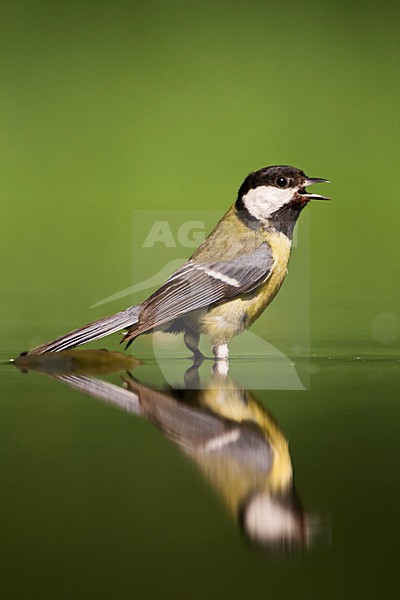 Koolmees bij drinkplaats; Great Tit at drinking site stock-image by Agami/Marc Guyt,