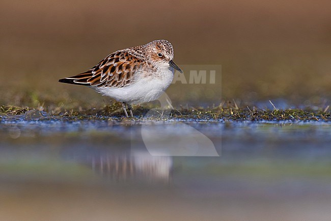 Migrant Little Stint (Calidris minuta) in Italy. stock-image by Agami/Daniele Occhiato,