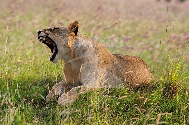 A young lion, Panthera leo, yawning. Voi, Tsavo, Kenya stock-image by Agami/Sergio Pitamitz,