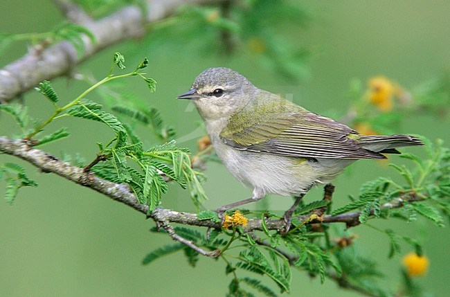 Adult male breeding
Galveston Co., TX
April 2005 stock-image by Agami/Brian E Small,