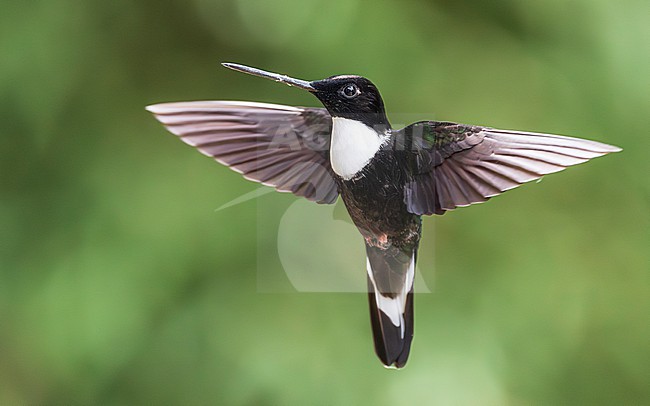 Collared Inca (Coeligena torquata) stock-image by Agami/Lennart Verheuvel,