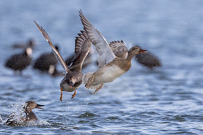 Gadwall - Schnatterente - Anas streperea, Germany, 2 males chasing a female during spring stock-image by Agami/Ralph Martin,