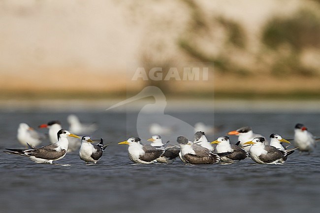 Greater Crested Tern - Eilseeschwalbe - Thalasseus bergii velox, Oman, with Caspian Tern stock-image by Agami/Ralph Martin,