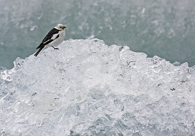 Sneeuwgors mannetje zittend op ijs; Snow Bunting male perched on ice stock-image by Agami/Markus Varesvuo,