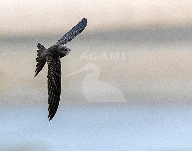 First-winter Pallid Swift (Apus pallidus) during autumn migration on Vlieland, Netherlands. One of seven present. stock-image by Agami/Marc Guyt,
