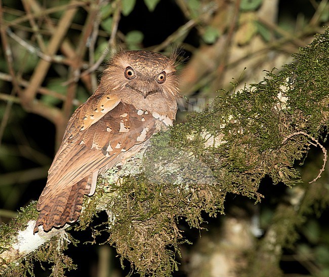 Philippine frogmouth (Batrachostomus septimus) on the Philippine. Perched on a moss covered branch. stock-image by Agami/Pete Morris,