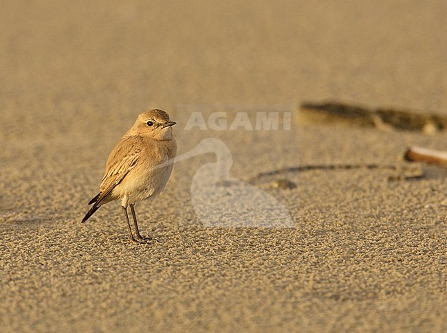 Izabeltapuit, Isabelline Wheatear, Oenanthe isabellina stock-image by Agami/Arie Ouwerkerk,