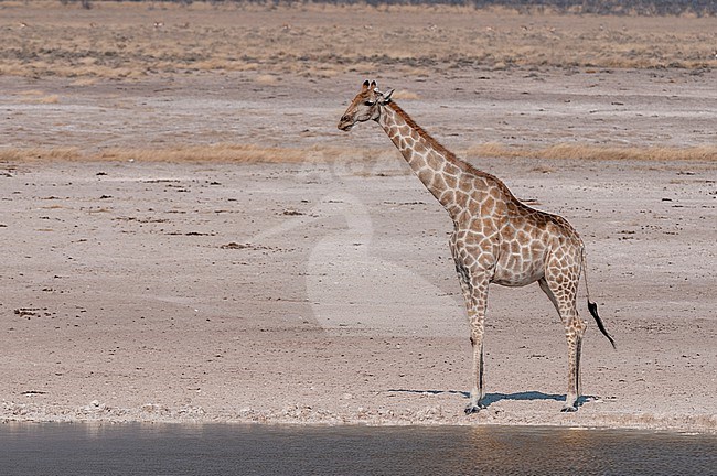 A giraffe, Giraffa camelopardalis, stands at the shore of a waterhole. Etosha National Park, Namibia. stock-image by Agami/Sergio Pitamitz,