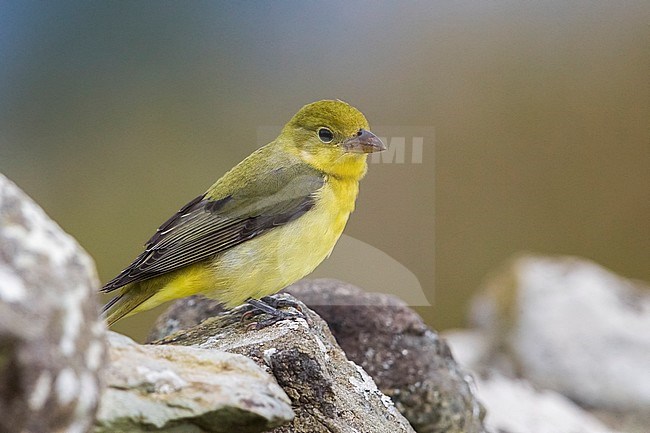 Zwartvleugeltangare, Scarlet Tanager stock-image by Agami/Daniele Occhiato,