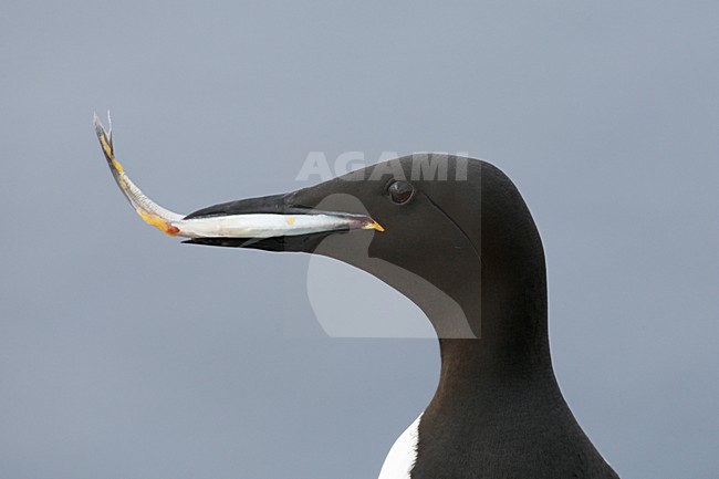 Zeekoet, Common Murre, Uria aalge stock-image by Agami/Jari Peltomäki,