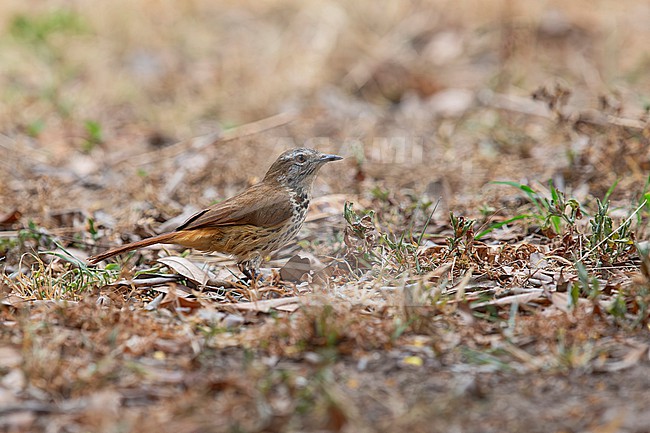 spotted palm thrush (Cichladusa guttata) found at Lake Albert in uganda stock-image by Agami/Mathias Putze,