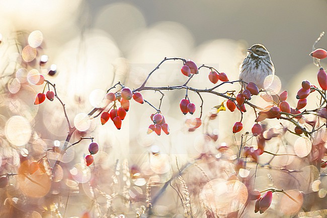 Common Reed Bunting (Emberiza schoeniclus) in Italy. stock-image by Agami/Daniele Occhiato,