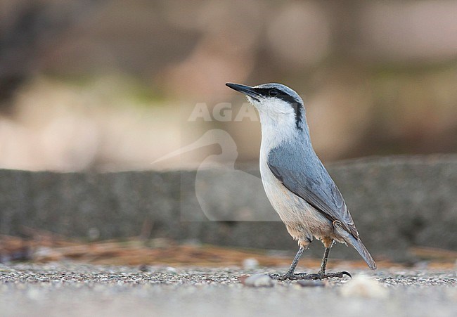 Western Rock Nuthatch - Felsenkleiber - Sitta neumayer ssp. syriaca; Turkey, adult stock-image by Agami/Ralph Martin,